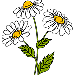 Daisies – Free Printable Coloring Pages