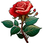 Rose blomma