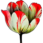 Botão de tulipa