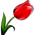 Tulipán květina