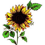 Einzelne Sonnenblume