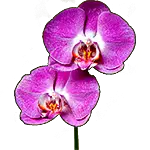 Orkidé plante