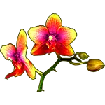 Kwiat orchidei