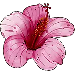 Flor de hibisco