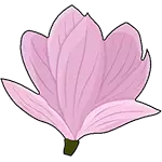 Flor de magnolia