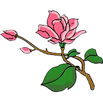 Květy Magnolie