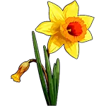 Květ narcisů