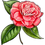 Camellia blomma