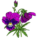Floare Viola