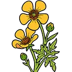 Buttercup Flower