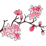 Rama de flor de cerezo