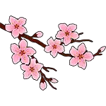 Sakura Blütenzweig