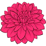 Dahlia Çiçeği