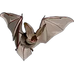 Morcego realista