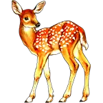 Hjort Fawn